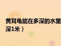 黄耳龟能在多深的水里面存活（黄耳龟能长期在深水里吗水深1米）