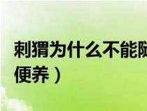 刺猬为什么不能随便养呢（刺猬为什么不能随便养）