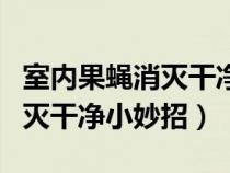 室内果蝇消灭干净小妙招有哪些（室内果蝇消灭干净小妙招）