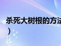 杀死大树根的方法是什么（杀死大树根的方法）