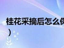 桂花采摘后怎么保存（桂花采摘下来怎么处理）