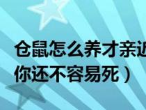 仓鼠怎么养才亲近你视频（仓鼠怎么养才亲近你还不容易死）