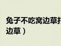 兔子不吃窝边草打三个数字答案（兔子不吃窝边草）