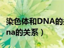 染色体和DNA的关系示意图手绘（染色体和dna的关系）