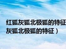 红狐灰狐北极狐的特征与它们的生存环境有什么关系（红狐灰狐北极狐的特征）