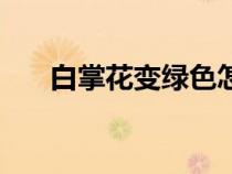 白掌花变绿色怎么回事（白掌花变绿）