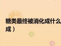 糖类最终被消化成什么主要在什么内吸收（糖类最终被消化成）