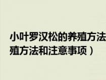 小叶罗汉松的养殖方法和注意事项有哪些（小叶罗汉松的养殖方法和注意事项）