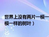 世界上没有两片一模一样的树叶下一句（世界上没有两片一模一样的树叶）