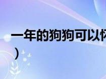 一年的狗狗可以怀孕吗（养了一年的母狗能日）