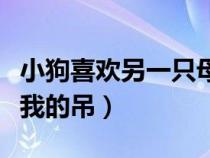 小狗喜欢另一只母狗的表情（我家的母狗喜欢我的吊）