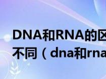 DNA和RNA的区别只在于碱基种类和五碳糖不同（dna和rna的区别）