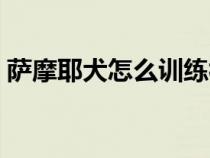 萨摩耶犬怎么训练视频（萨摩耶犬怎么训练）