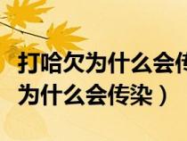 打哈欠为什么会传染从表达方面提问（打哈欠为什么会传染）