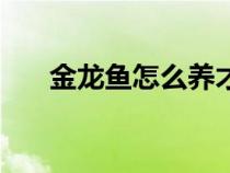 金龙鱼怎么养才漂亮（金龙鱼怎么养）