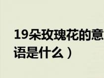 19朵玫瑰花的意义是什么（19朵玫瑰花的花语是什么）