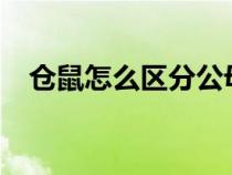 仓鼠怎么区分公母?（仓鼠怎么区分公母）