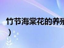 竹节海棠花的养殖方法和注意事项（竹节海棠）