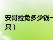 安哥拉兔多少钱一只幼崽（安哥拉兔多少钱一只）