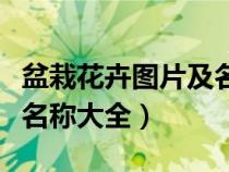 盆栽花卉图片及名称大全集（盆栽花卉图片及名称大全）