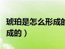 琥珀是怎么形成的四年级下册（琥珀是怎么形成的）