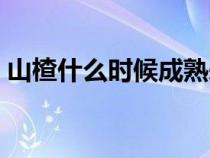 山楂什么时候成熟采摘（山楂什么时候成熟）