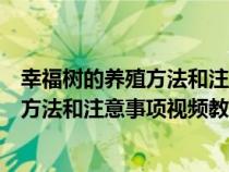 幸福树的养殖方法和注意事项视频教程全集（幸福树的养殖方法和注意事项视频教程）