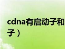 cdna有启动子和终止子吗（cdna文库有启动子）