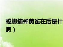 螳螂捕蝉黄雀在后是什么生肖（螳螂捕蝉黄雀在后是什么意思）