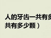 人的牙齿一共有多少颗是正常的（人的牙齿一共有多少颗）