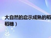 大自然的启示成熟的稻穗（大自然能给我们许多启示成熟的稻穗）