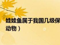 娃娃鱼属于我国几级保护动物吗（娃娃鱼属于我国几级保护动物）