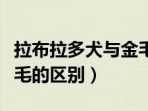 拉布拉多犬与金毛犬的区别（拉布拉多犬和金毛的区别）