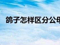 鸽子怎样区分公母啊（鸽子怎样区分公母）