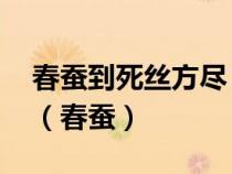 春蚕到死丝方尽 蜡炬成灰泪始干是什么变化（春蚕）