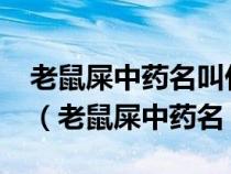 老鼠屎中药名叫什么作用图片哪里能找到呢?（老鼠屎中药名）