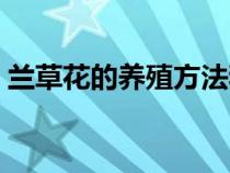 兰草花的养殖方法和注意事项盆栽（兰草花）