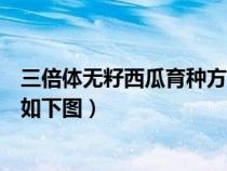 三倍体无籽西瓜育种方法（三倍体无籽西瓜培育原理及流程如下图）