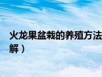 火龙果盆栽的养殖方法和注意事项（火龙果盆栽种植方法图解）