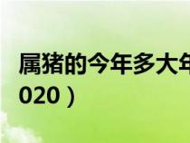 属猪的今年多大年龄2024（属猪的今年多大2020）