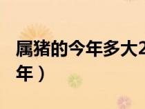 属猪的今年多大2022（属猪的今年多大2021年）