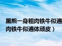 黑熊一身粗肉铁牛似遍体顽皮夹胶一字赤黄眉（黑熊一身粗肉铁牛似遍体顽皮）