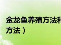 金龙鱼养殖方法和注意事项视频（金龙鱼养殖方法）