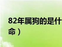 82年属狗的是什么命人（82年属狗的是什么命）