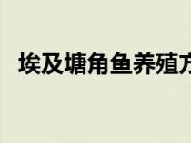 埃及塘角鱼养殖方法和技术（埃及塘角鱼）