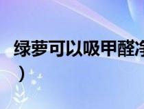 绿萝可以吸甲醛净化空气吗（绿萝可以吸甲醛）