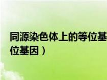 同源染色体上的等位基因遵循什么定律（同源染色体上的等位基因）