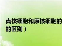 真核细胞和原核细胞的区别与共同点（真核细胞和原核细胞的区别）