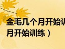 金毛几个月开始训练下楼大小便（小金毛几个月开始训练）