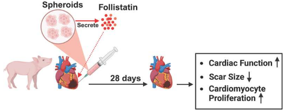 细胞疗法改善猪心脏病模型的结果